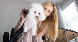 Professional vs. Home Use Dog Hair Dryers: What You Need to Know