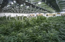 Advanced HVAC Strategies for Efficient Grow Room Climate Control