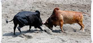 How to Choose the Best Online Bull Fighting Betting Sites