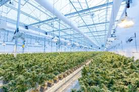 Designing Commercial Grow Room HVAC Systems for Large-Scale Success